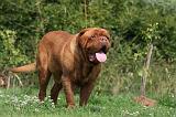 DOGUE DE BORDEAUX 316